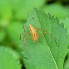 lynx spider