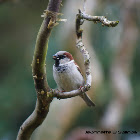 House Sparrow