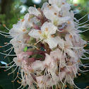 California Buckeye