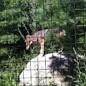 Coyote