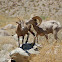 Bighorn sheep