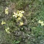 Celandine (Chelidonium majus) 