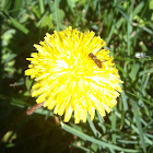 Sweat Bee