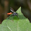 red tailed ichneumon?