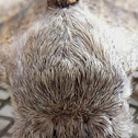 Notodontid moth