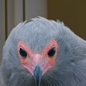African Harrier-Hawk (Gymnogene)