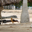 Yellow-headed Caracara
