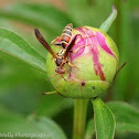 Paper Wasp