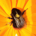 Red tailed bumblebee