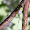 Orchard spider