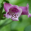 Purple Foxglove