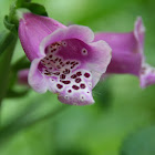 Purple Foxglove