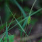 grass