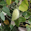 Moth plant