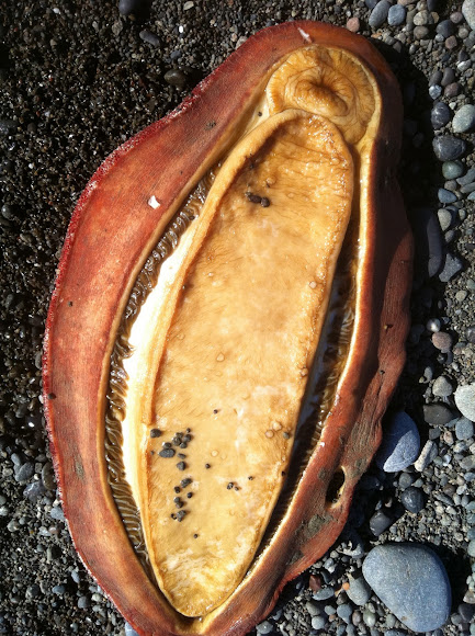 Spotting Image 1