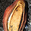 Gumboot chiton