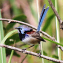 Variegated Fairy-wrens