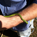 Rough green snake