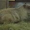 Capybara