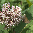 Little Glassywing