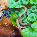Dekay's Brownsnake