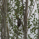 Great Horned Owl