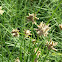 Short Bulrush