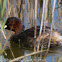 Little Grebe; Zampullín Chico