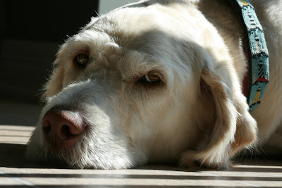 our pet dog