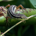 Long-tailed Grass Lizard