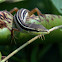 Long-tailed Grass Lizard