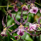 Orchid