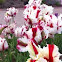 Tulip
