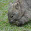 Common Wombat