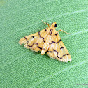 Kurrajong Bag Moth