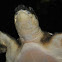 Pig-Nosed Turtle