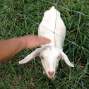 Domestic goat