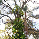 Golden Pothos