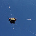 Spiny-backed Orbweaver