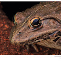Indian Bullfrog