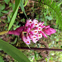Elleanthus