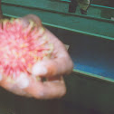 Rambutan
