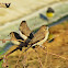Indian Silverbill