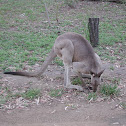 Eastern Grey Kangaroo