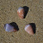California Cone Snail