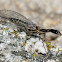 snakefly