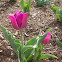 Tulip