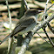 Eastern Pheobe