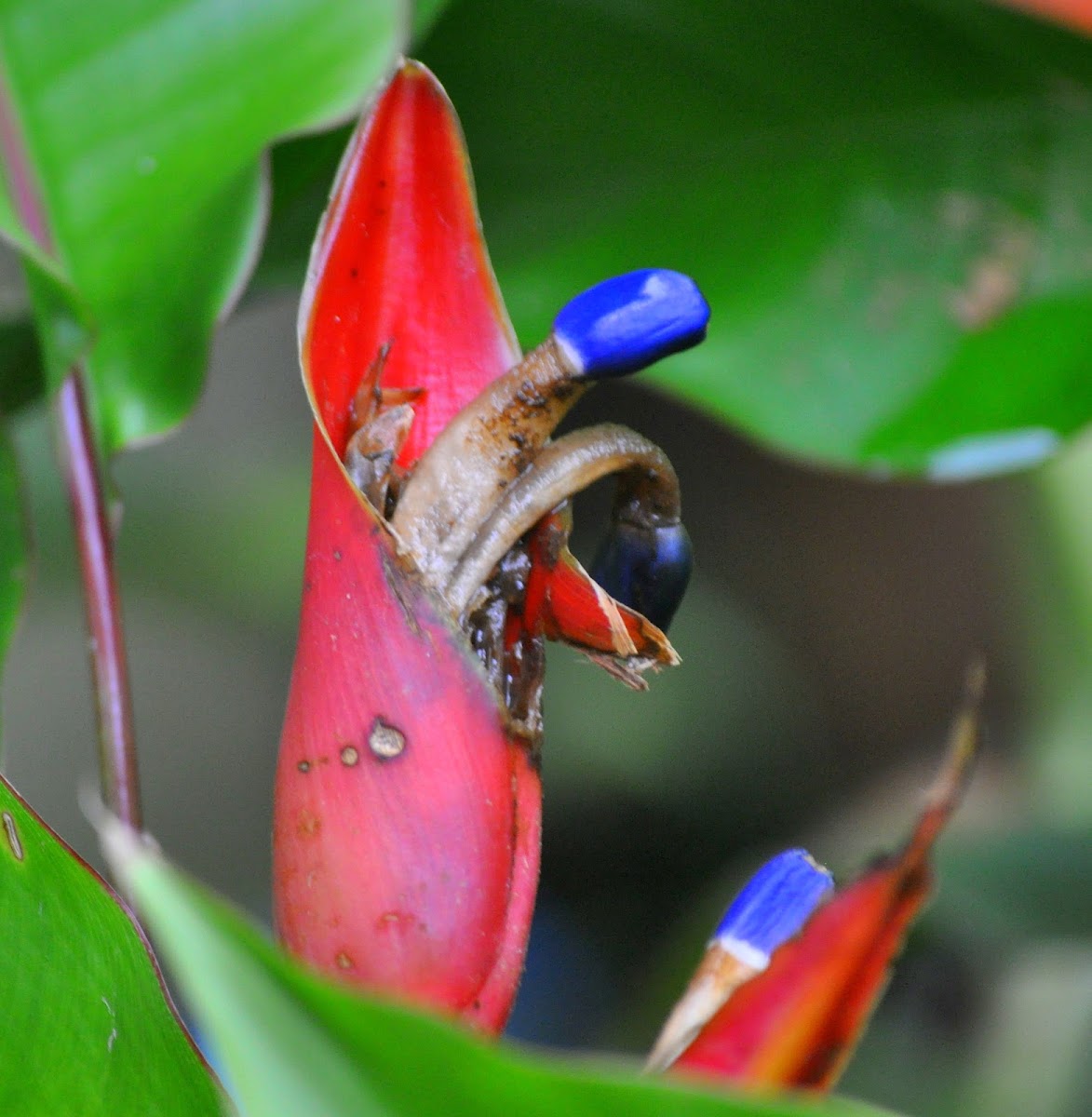 Matchstick Heliconia