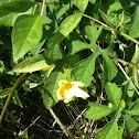Bitter gourd